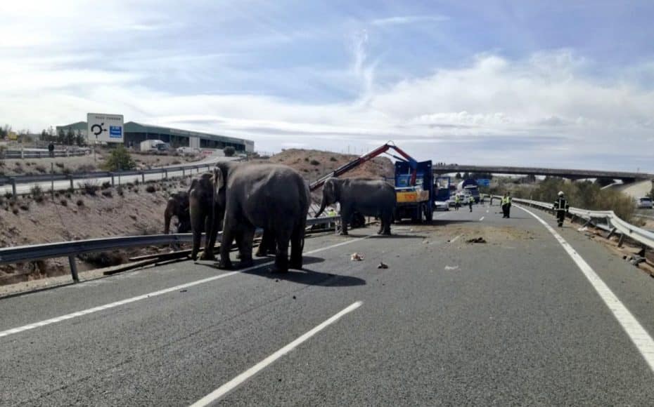 ¿Elefantes sueltos por una autovía en España? Parece una broma… pero es totalmente real
